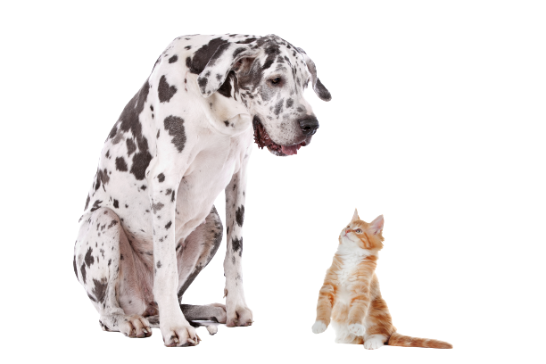 Behawiorysta warszawa