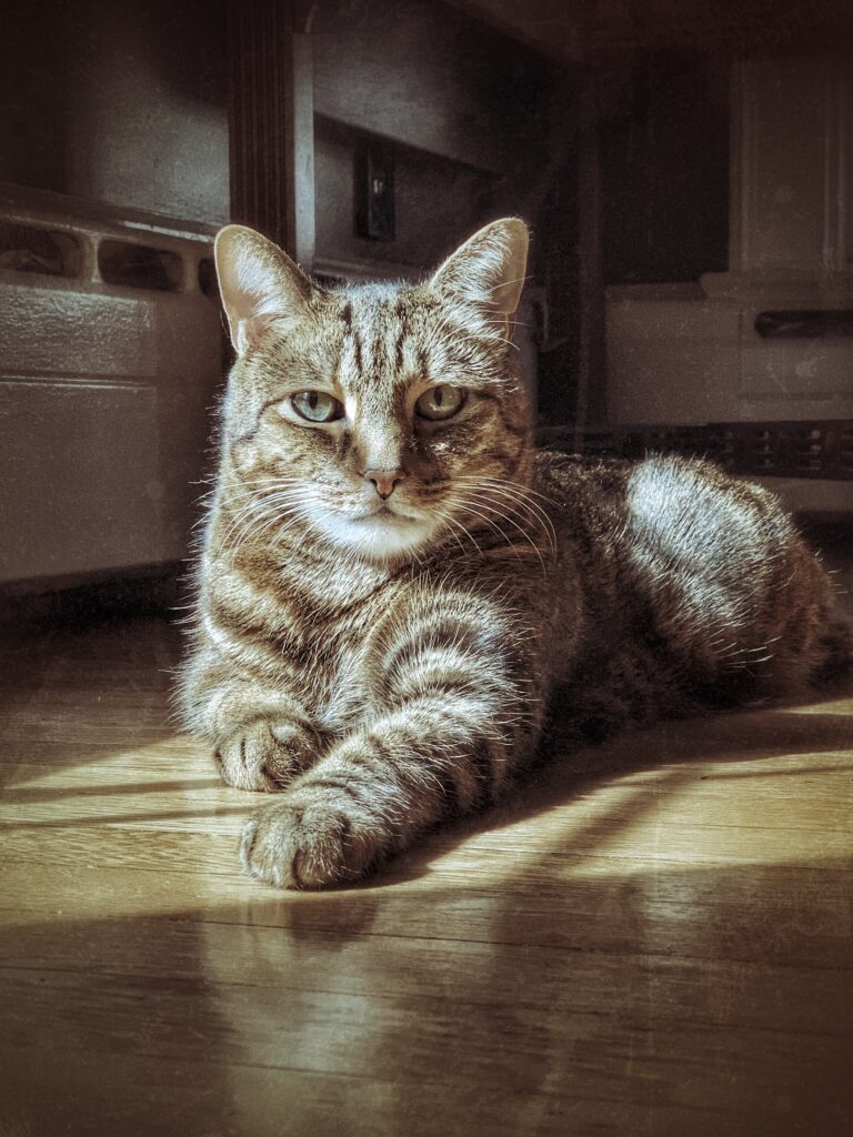 Behawiorysta warszawa