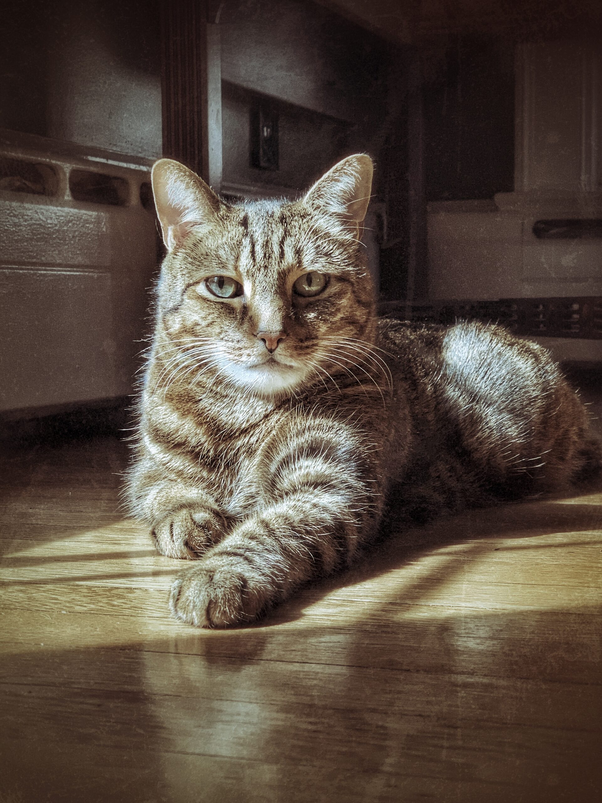 Behawiorysta warszawa