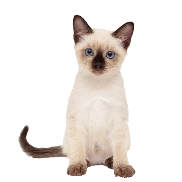 Behawiorysta warszawa