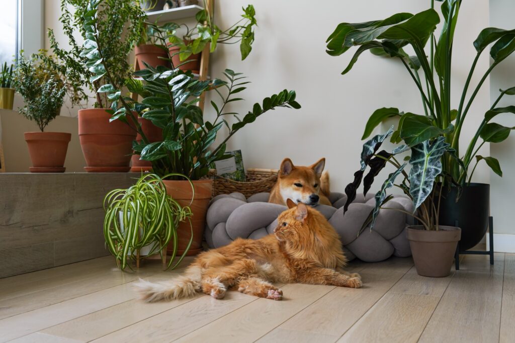 Behawiorysta zwierząt