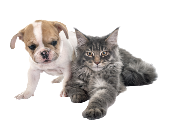 Konsultacje behawioralne warszawa