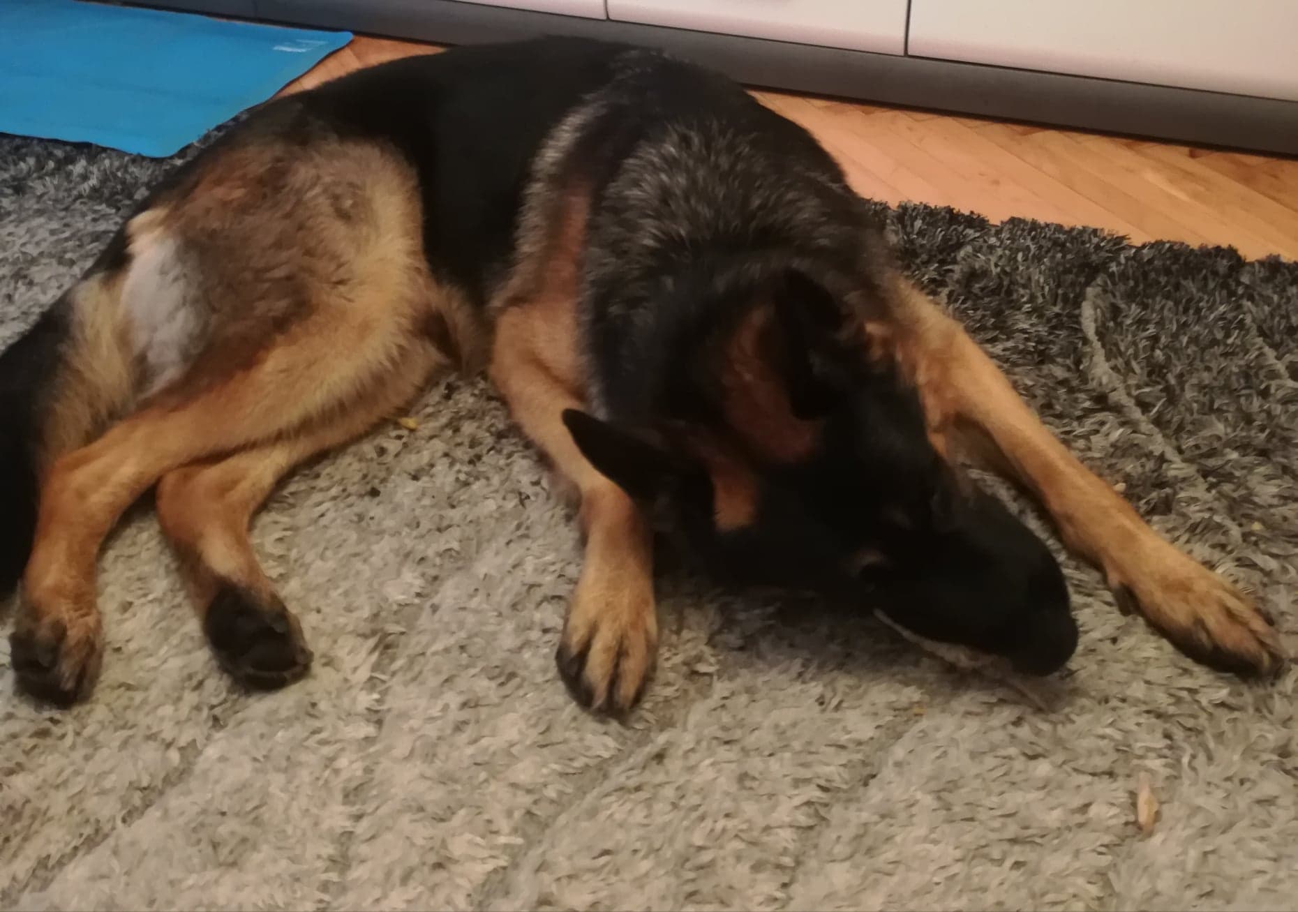 Behawiorysta warszawa