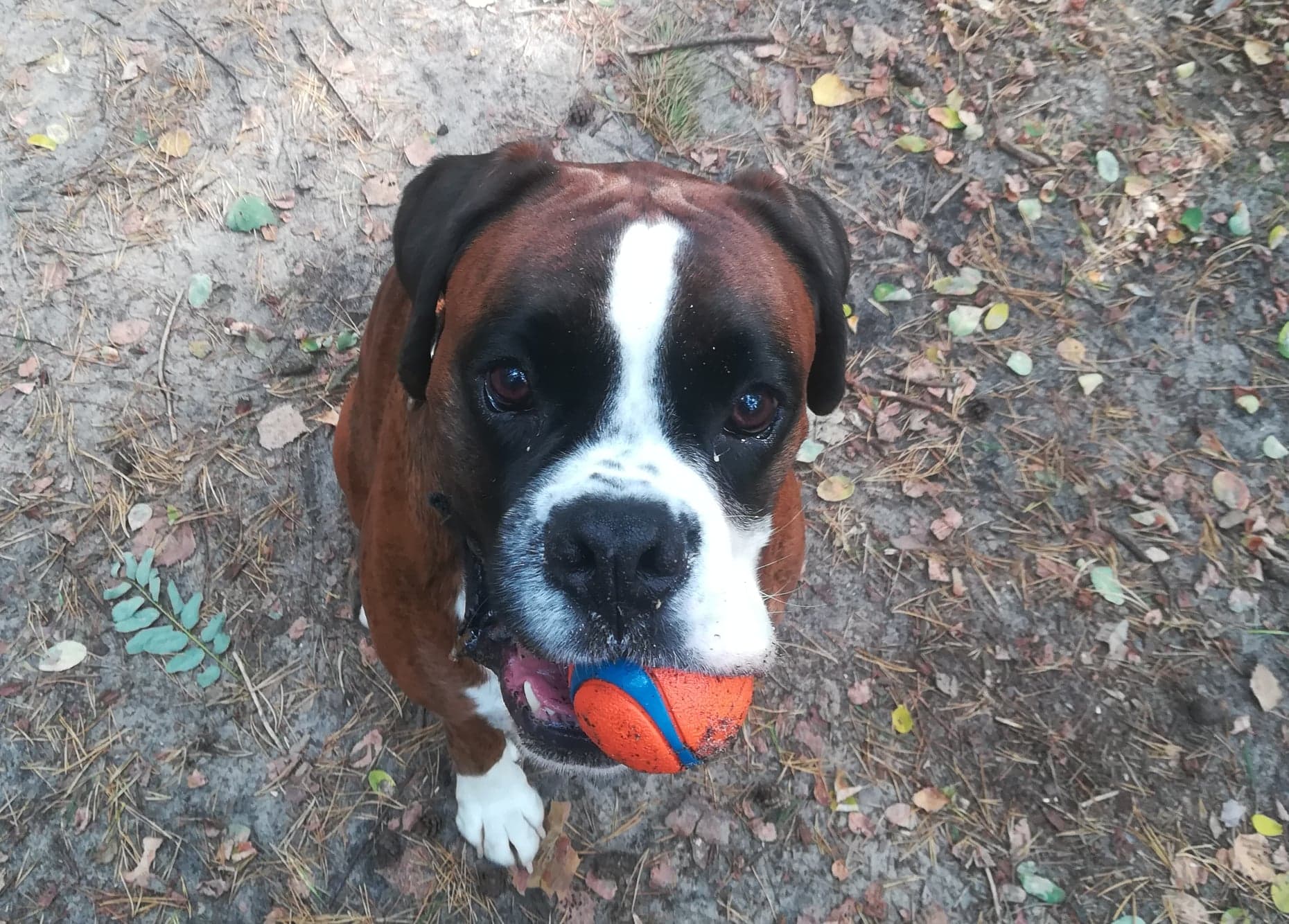 Behawiorysta warszawa